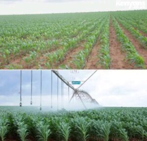 This photo was taken on the 538-acre corn farm that the Galana irrigation scheme benefited.